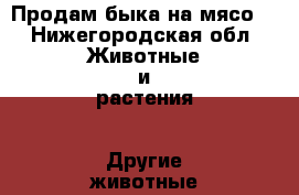 Продам быка на мясо. - Нижегородская обл. Животные и растения » Другие животные   